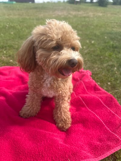 An outdoor, eye-level, medium shot shows a light brown, curly-haired dog sitting on a bright pink towel. The dog is facing to the right with its mouth open and tongue sticking out. The towel is spread on green grass under a bright sky, suggesting a sunny day. The background is blurred, showing more green grass and distant trees. The image appears to be taken in a rural or park-like setting, possibly within the Пярэжырскі сельскі Савет in Belarus.