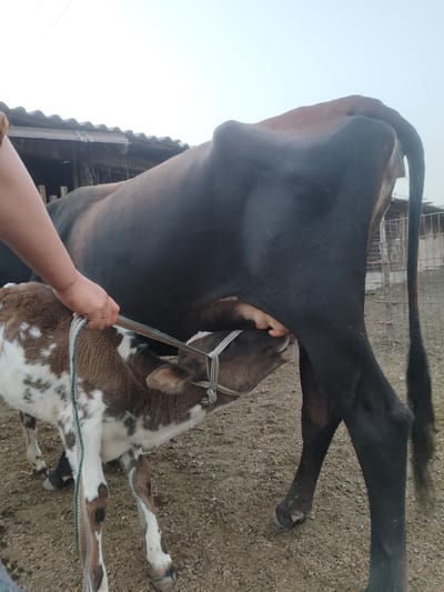 In Sultonobod, Tajikistan, a person's hand is holding a rope halter around the head of a brown and white calf. The calf is nursing from a black cow. The scene takes place outdoors in a dirt-floored enclosure with a corrugated roof structure in the background.