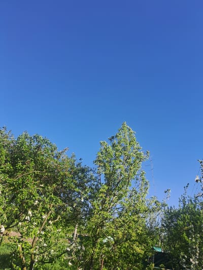 The image shows a view towards the sky from a location with trees. The sky is clear blue. The trees on the right side of the frame have green leaves and white blossoms. The specific location in Volochysk, Ukraine, is not identifiable from the given image.