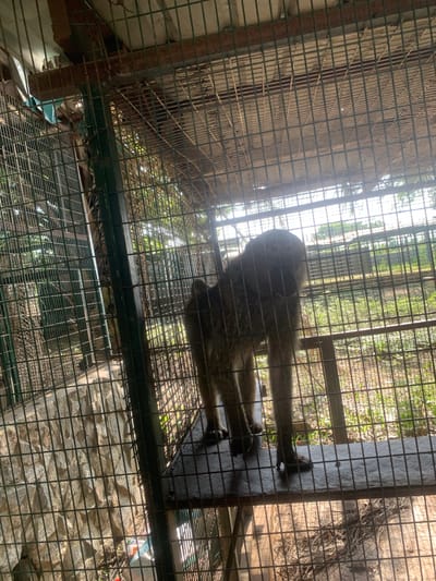 The image shows a monkey inside a cage. The cage is made of metal bars and appears to be outdoors. Sunlight is filtering through the bars, creating a dappled light effect. The monkey is standing on a wooden platform inside the cage. The background shows vegetation and other structures, suggesting an outdoor enclosure in a natural or semi-natural setting. The image does not provide any specific details about the city of Sabon Gora, Nigeria, other than it is the purported location. The monkey is the sole subject of the photograph.