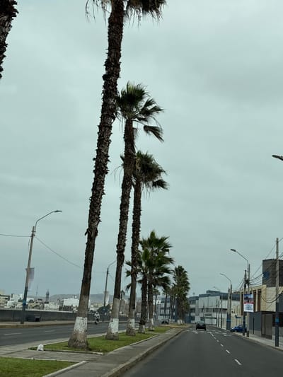 The image shows a street in Callao, Peru, lined with palm trees. The sky is overcast, and the weather appears to be cloudy. Several cars are visible on the road, and a motorcycle with a rider is also present. Buildings and a distant cityscape are visible in the background. The palm trees have distinctive white bands painted around their trunks, a common practice in some coastal regions of Peru to protect them from pests and disease. The scene depicts a typical urban environment with elements of tropical vegetation.