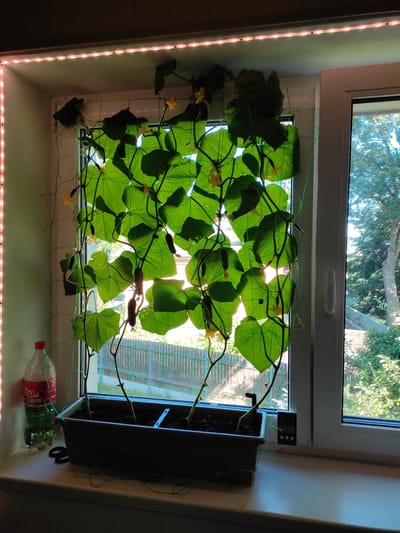 The image depicts a vertical hydroponic system for growing cucumbers on a windowsill. A dense network of large, green cucumber leaves and vines fills most of the frame, supported by green netting. Several small cucumbers are visible, along with yellow cucumber flowers. The plants are illuminated by a pink LED grow light strip running along the left side of the windowsill and by natural sunlight filtering through a window.
Outside the window, lush green trees and foliage are visible, suggesting a daytime setting during a season with active plant growth. A white window frame with a handle is present. To the right of the plants, a dark grey planter box contains soil and some plant stems. A digital thermometer is mounted on the window frame above the planter, displaying readings. On the windowsill, in front of the planter, are two plastic bottles: one is a clear bottle with a red cap, and another is a green bottle. A pair of scissors rests on the windowsill near the planter.
The overall impression is one of an indoor gardening setup, likely in a residential setting, aiming to maximize plant growth in a limited space. The presence of the grow light indicates supplemental lighting for the plants. The scene is well-lit, with a mix of artificial and natural light. No people are visible in the image. No explicit text is legible on the bottles, but the thermometer display shows numerical data. The location context provided indicates Jablonec nad Nisou, Czechia.