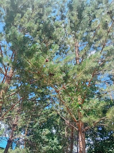 The image is a low-angle, vertical shot looking up at the canopy of pine trees against a bright blue sky. The foreground is dominated by the textured bark and branches of a large pine tree, with its needle-like leaves filling the frame. Several pine cones are visible among the branches. The background reveals more pine trees and other foliage, suggesting a wooded area. The lighting indicates it is daytime, with sunlight filtering through the leaves. The scene appears to be in a natural outdoor setting, consistent with the environment of Көксу, Kazakhstan, which is known for its mountainous terrain and forested areas. There are no people or man-made structures clearly identifiable in this particular frame, focusing purely on the dense greenery and the sky above.