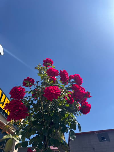 A low-angle shot captures a cluster of vibrant red roses against a clear, bright blue sky. The roses are in full bloom, with many large, multi-petaled flowers evident on a bushy plant with lush green leaves and stems. The sunlight glints off the upper right portion of the sky, creating a lens flare effect. In the background, to the left, a portion of a building with a yellow and black striped sign is visible. To the right, the top of a gray building with a small, dark square window opening is also present. The setting appears to be an outdoor urban environment, possibly in Derinkuyu İlçe Merkezi, Turkey, given the architectural style. No people are visible in the frame.