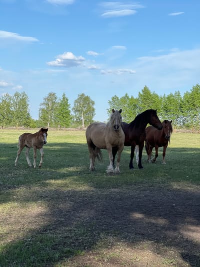 The image depicts four horses in a grassy field with trees in the background, possibly located near Sloboda, Russia. A foal stands in the foreground. Behind it is a light-colored horse, and further back are two darker horses. The sky is blue with scattered clouds.