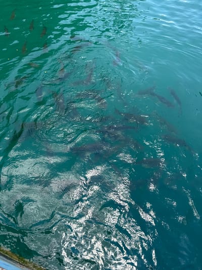 The image shows a group of fish swimming in turquoise water. The location is likely Ban Ta Khun, Thailand, based on the metadata. The fish are dark and their bodies are visible through the water. The water has ripples and some reflections on the surface. There is a structure with some green growth at the bottom of the image.