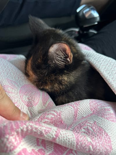 A calico kitten is wrapped in a pink and white patterned blanket. The kitten's head and ear are visible, with patches of black, brown, and orange fur. A human hand is visible on the left side of the image, gently holding the blanket around the kitten. The background is dark and out of focus, with what appears to be a car's interior, including a gear shift knob. The scene suggests a moment of comfort and care for the kitten, possibly during travel. The location is the city of Кулмас, Russia.