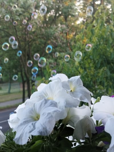 In Ruda Śląska, Poland, a close-up shot captures white petunias with green foliage in the foreground, while out-of-focus bubbles float in the background. The bubbles, shimmering with iridescent colors, are scattered across the frame, creating a whimsical atmosphere against the blurred backdrop of trees and foliage, suggesting an outdoor setting, possibly a garden or balcony. The lighting indicates it is either early morning or late afternoon, with soft, diffused sunlight.