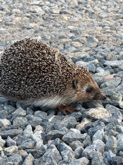 A hedgehog is shown walking on a gravel surface. The hedgehog is brown and white with sharp quills. It is facing to the right and its head is lowered as if it is sniffing the ground. The gravel is gray and composed of small, rounded stones. The background is out of focus and appears to be more gravel. There are no people or buildings visible in the image. The location of Пычанки, Russia, is not discernible from the image itself.