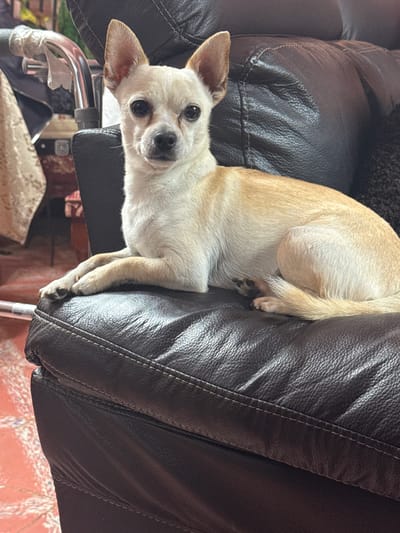 A tan Chihuahua is resting on a dark leather chair. The chair appears to be a recliner, based on the seam detail. The dog is mostly on the back of the chair, with its head and front paws hanging over the side. The dog is looking directly at the camera. A glimpse of the floor and other objects is visible in the lower portion of the image, suggesting an indoor setting. There is no information in the image that specifies the location is San Cristóbal, Mexico.