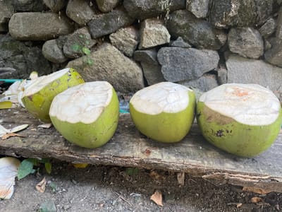 A rustic scene unfolds in front of a rough stone wall, likely in Prabu, Indonesia, as four halved coconuts rest on a weathered wooden plank. The coconuts, their green husks partially peeled back to reveal the white flesh within, are arranged in a line. To the left, two coconuts are visible, with one appearing to be cut in half and the other positioned slightly behind and to the left. Further to the right, two more coconuts are displayed, also halved. The stone wall behind them is composed of irregular, large grey stones, some appearing damp and mossy. The ground beneath the wooden plank is a mix of soil, small stones, and fallen leaves, with a few green plants growing. The lighting suggests it is daytime, possibly outdoors in a shaded area. There are no people or animals present in the image.