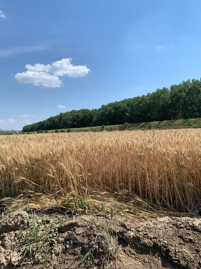 The image depicts a wide view of a ripe wheat field under a clear blue sky with scattered white clouds. The wheat stalks are golden brown and stand tall, suggesting a mature crop ready for harvest. In the background, a dense line of dark green trees forms a natural border along a slightly elevated grassy slope. The foreground shows the rough texture of the earth, with some dirt clods and sparse vegetation. The scene is bathed in bright sunlight, casting subtle shadows and highlighting the textures of the field and soil. The location is identified as the city of Indiya, Moldova. There are no people or animals visible in the image.