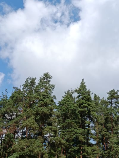 This media file is a photograph taken from a low angle, looking up at the tops of tall pine trees against a cloudy sky. The trees dominate the lower portion of the image, their dense green foliage creating a textured canopy. The sky above is a mix of bright blue patches and large, fluffy white clouds. A tiny dark speck, possibly a bird, is visible in the upper right quadrant of the sky. The lighting suggests it is daytime, likely mid-morning to late afternoon, with the sun intermittently breaking through the clouds. The scene evokes a feeling of being in a forest or park, with the tall trees and open sky indicating a natural outdoor setting. There is no visible text in the image. The overall impression is one of natural beauty and a peaceful atmosphere.
