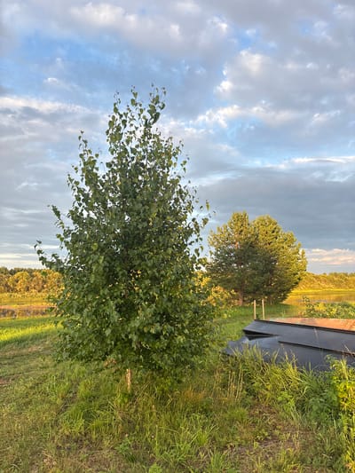 The image depicts an outdoor scene in the village of Bolshelug, Russia, under a partly cloudy sky. In the foreground, a young birch tree with green leaves stands on a grassy field. To the right of the birch tree, two dark, hull-like objects, possibly parts of boats, are resting on the ground, partially obscured by tall grass and vegetation. In the middle ground, a larger coniferous tree is visible, and beyond that, a tree line separates the field from a body of water. The sky is a mix of blue with scattered white and grey clouds, some of which are illuminated by soft sunlight, creating a gentle twilight atmosphere. The overall setting appears to be rural and natural.