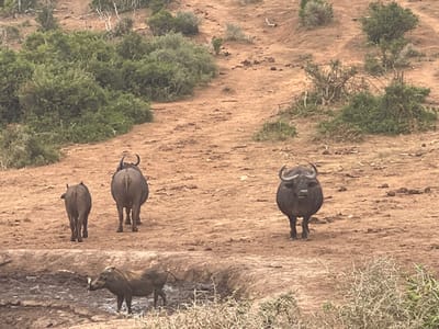The image captures a vibrant wildlife scene, likely in an African savanna or bushland environment, featuring several animals and their natural habitat. The setting is characterized by dry, reddish-brown earth, sparse green vegetation in the form of bushes and shrubs, and uneven terrain that appears to slope gently upwards in the background.
In the mid-ground, three African buffalo are visible. Two of them are positioned towards the left side of the frame, walking away from the viewer, showcasing their backs and powerful builds. One is noticeably larger than the other, suggesting an adult and a juvenile. The third buffalo, a large adult, stands prominently in the mid-ground to the right, facing directly towards the viewer with an attentive gaze. Its formidable horns are clearly visible.
In the foreground, towards the bottom left, a warthog is engaged in a muddy watering hole or puddle. It is partially submerged in the thick, dark mud, appearing to be wallowing or drinking, with its distinctive tusks and facial features visible as it faces towards the left. The water is dark and murky, indicating its use by animals.
The ground around the watering hole and where the buffalo stand is bare, dusty, and marked by footprints and scattered debris. The vegetation mostly consists of dense, thorny-looking bushes and some smaller trees, particularly on the higher ground and along the edges of the scene. The overall impression is one of a hot, dry climate.
The time of day appears to be daytime, with ample natural light illuminating the scene, but without harsh shadows that would indicate midday sun. No specific weather conditions are apparent other than dry ground. There is no visible text in the image.