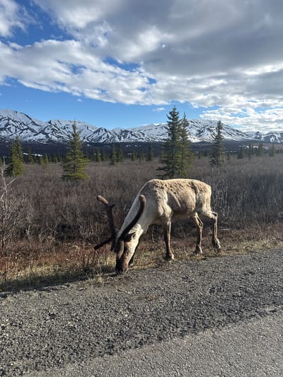 A caribou or reindeer stands calmly on the shoulder of a dark grey, paved road, captured in a bright daylight scene. The animal, light brown in color, is positioned in the foreground with its head lowered, appearing to graze or examine the ground. Its antlers are short and covered in velvet, suggesting early growth.
The immediate surroundings consist of dry, sparse brown vegetation and some evergreen trees. In the background, a majestic range of snow-capped mountains rises under a wide, blue sky adorned with scattered white and grey clouds. The mountains show patches of snow, indicating a cool climate or high altitude. The strong sunlight casts clear shadows, highlighting the texture of the road and the contours of the animal. The scene conveys a sense of peaceful wilderness, with no human presence or visible text.