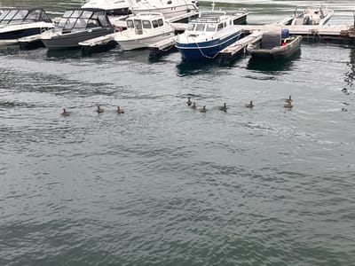 The image depicts a body of water with several boats docked at a pier. A group of ducks is swimming in the water. The scene appears to be in Stokkvågen, Norway. The water is a muted grey, and the sky is overcast, creating a subdued lighting condition. The boats are of various sizes and designs, some with cabins and others open. They are all moored to a wooden pier. The ducks are scattered across the water, some individually and some in small groups, seemingly undisturbed by the presence of the boats. The overall impression is one of a calm, everyday scene in a coastal or lakeside environment.