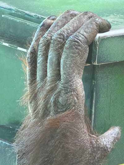 The image displays a close-up, vertical view of a large primate's left hand, consistent with that of an orangutan, within an enclosure at the Kristiansand Zoo and Amusement Park in Kristiansand, Norway. The hand features prominent, deep wrinkles on its dark gray skin, particularly across the knuckles and finger pads. Coarse, reddish-brown fur covers the back of the hand and fingers, thinning towards the fingertips. Four fingers are flexed and rest firmly on the upper edge of a dark green, rectangular structure. This structure's top surface is a distinct lighter, off-white color. A partial view of the primate's thumb is visible extending towards the lower right. The background consists of a uniform light green surface, indicative of an enclosure wall, water, or glass barrier, with faint horizontal reflections present in the upper left quadrant. No human subjects or other animals are visible.