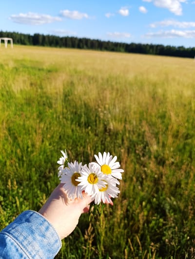 A hand in a denim jacket holds a small bouquet of white daisies with yellow centers. The background is a grassy field under a bright blue sky with scattered white clouds. In the distance, a dark line of trees borders the field, and a faint outline of a white soccer goal is visible on the left. The sunlight suggests it is daytime, likely late afternoon due to the warm tones in the field. The scene evokes a sense of summer and nature. No text is visible in the image.