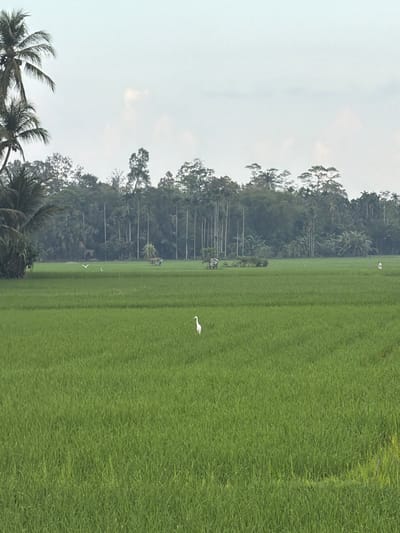 This image displays an expansive agricultural landscape in Ietarek Dua, Indonesia, consisting primarily of vibrant green rice paddies under a pale, overcast sky. In the midground, a single white egret stands upright amidst the rice plants, facing left. Further back, multiple smaller white birds are present, with at least two appearing to be in flight above the rice field. Two rustic, open-sided shelters with dark, possibly thatched roofs are situated within the rice field, closer to the distant treeline. The background is composed of a dense forest of tropical trees, including numerous tall, slender varieties and broader leafy trees. On the far left, partial views of several palm trees, some bearing coconuts, are visible along the frame's edge. No human figures are depicted.