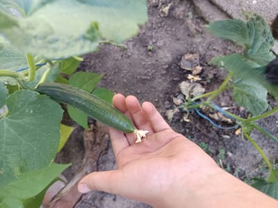 A person's hand is holding a small, green cucumber that is still attached to the plant by a thin stem. The cucumber has a few light-colored bumps along its surface and a small, withered yellow flower at its tip. The cucumber plant has large, green leaves and is supported by a blue string tied to a stake. The background shows dark, loamy soil with some dry leaves and small green shoots. The scene appears to be outdoors, likely in a garden. The lighting suggests it might be daytime, with a slightly overcast sky given the diffused light. The overall impression is one of natural growth and the early stages of harvesting produce.