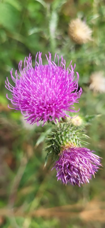 A close-up, vertical shot features two thistle flowers in bloom. The larger, more prominent flower is a vibrant purple and is in focus, its delicate petals fanning outwards. Below it, a smaller, partially bloomed thistle with a similar purple hue is also visible, its spiky green bud and fading petals slightly out of focus. The background consists of a soft blur of green foliage and a hint of a dried-out, fuzzy seed head, suggesting a natural, outdoor environment. The specific location within Сырымбет, Kazakhstan is not discernible from the image itself.