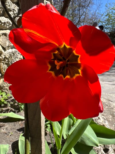 A close-up captures a fully bloomed red tulip, its petals displaying subtle variations in hue and texture. The flower's center exhibits a dark brown coloration bordered by a bright yellow ring. The background reveals lush green leaves and stems, juxtaposed against a weathered stone wall. Partially visible at the upper left, bare tree branches reach into a hazy sky, indicating a natural outdoor setting. The image was most likely taken in Kalimantsi, Bulgaria.
