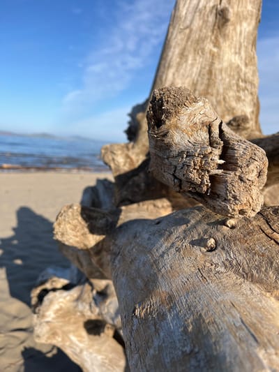 The image is a close-up, low-angle shot of weathered driftwood on a sandy beach, with the ocean and a hazy sky in the background. The focus is on the textured, splintered surface of the wood, particularly a knotty protuberance in the foreground. The scene is set during daylight, with shadows cast on the sand, suggesting a sunny day. The water is calm and appears to be a deep blue, meeting a sandy shoreline. The sky is a clear blue with a few wispy clouds. The location is not identifiable as being in the city of Krasnoturansk, Russia, as there are no specific geographical markers to suggest this.