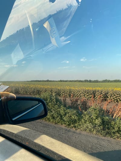 The image captures a view from inside a vehicle, looking out through the windshield and side window towards a rural landscape. The Ukrainian flag, with its blue and yellow colors and trident emblem, is visible attached to the interior of the windshield. Beyond the windshield, a vast field of sunflowers stretches towards a treeline in the distance under a clear blue sky with scattered white clouds. The foreground shows the car's side mirror and part of the vehicle's interior, including the dashboard and door panel, illuminated by sunlight. The side of the road features green bushes and dry, brown vegetation. The overall scene suggests travel through the Ukrainian countryside.
