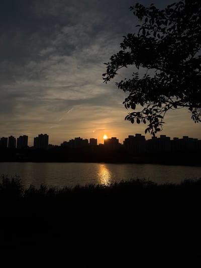 The image depicts a serene sunset scene at the Ansan Lake Park in Ansan, South Korea. The foreground is dominated by the dark silhouettes of reeds and grass lining the edge of a calm lake. The lake's surface reflects the warm glow of the setting sun, creating a shimmering path of light. In the middle ground, a row of apartment buildings stands in silhouette against the twilight sky. The sky itself is a blend of deep blues and oranges, with wispy clouds streaked across it. A tree branch, also silhouetted, extends into the frame from the upper right corner, its leaves adding a natural element to the urban landscape. The overall impression is one of tranquility and the peaceful coexistence of nature and urban development.