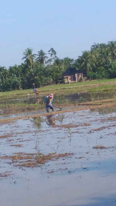 The image depicts an agricultural scene in a flooded rice paddy field under a clear blue sky, located in Serdang, Indonesia. In the foreground-midground, one individual is actively working in the water, positioned center-frame, wearing a light blue top, dark trousers, and a pink wide-brimmed hat. They are bent forward, holding a long-handled tool, possibly a hoe or rake, manipulating the submerged soil. Reflections of the sky and distant vegetation are visible on the water's surface. Further back, to the left of the primary worker, a second individual is visible standing in the field. A small, white bird, possibly an egret, stands in the water near the second person. In the background, a small, single-story building with a dark roof and light-colored walls is situated amidst dense, lush green tropical vegetation, including numerous palm trees and other trees, forming a thick tree line along the horizon. The field itself shows areas of exposed soil and submerged plant matter, indicating preparation or early stages of cultivation.