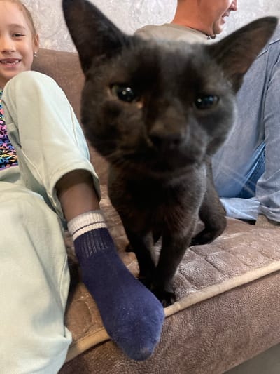The image shows a close-up of a black cat with large ears and green eyes looking directly at the camera. To the left of the cat is a young girl wearing a light blue jacket and a dark blue sock with white and blue stripes. She is smiling and facing towards the camera. To the right of the cat, a person wearing a blue plaid shirt is visible, also looking away from the camera. They are all sitting on a brown upholstered couch. The background appears to be a wall with a textured wallpaper pattern. The scene is indoors, likely in a residential setting. The location is identified as Berezovaya Roshcha, Russia.