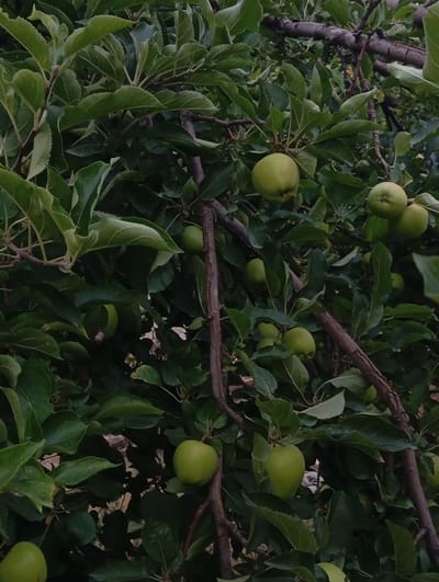 In Kızıl-Bel, Kyrgyzstan, an apple tree branches out, its limbs laden with unripe green apples and lush green leaves. The scene is a close-up of the tree's foliage and fruit, set against a dusky backdrop. The apples are mostly round, with some slightly elongated, their skins a muted green. They hang in clusters or singly, nestled amongst the dense leaves. The branches, dark and textured, form a natural network through the composition. The lighting suggests an overcast day or the late afternoon, casting soft shadows and highlighting the textures of the leaves and fruit. The overall impression is one of natural abundance, with the focus entirely on the fruit-bearing tree in its natural state.