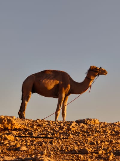 A dromedary camel stands on a rocky, arid landscape under a clear sky. The camel is facing right, its body illuminated by warm, low-angle sunlight, which casts long shadows. It wears a dark halter with a red rope attached, trailing downwards. The ground is covered in rough, light-colored stones. The background is a gradient of clear, pale blue sky. The image appears to be taken in the city of Keidar, Palestinian Territories, a location known for its desert-like terrain.