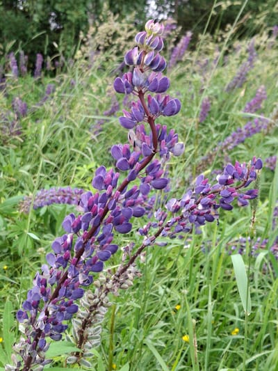 The image depicts a close-up view of several purple lupine flowers in bloom, set against a backdrop of green grass and other vegetation. The flowers are clustered along upright stems, with individual blossoms exhibiting a gradient of color from deep purple to lighter lilac and white. The surrounding environment is lush and natural, suggesting an outdoor setting. The specific location within Дубровенскі сельскі Савет, Belarus, is not discernible from the visual information provided in the image. There are no people or animals present in the scene. The focus is entirely on the botanical elements.
