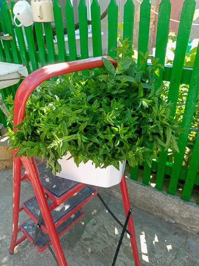 A bright, high-angle, eye-level shot captures a white plastic container overflowing with fresh mint, placed on a red stepladder. The mint appears vibrant and healthy, with many green leaves. The stepladder has black non-slip treads on its steps. Behind the mint and stepladder, a bright green wooden fence divides the scene, with some sunlight filtering through its slats, casting shadows on the ground. Two white enamel mugs are hanging from the fence. The ground beneath the stepladder is a rough, grey concrete surface. The scene suggests an outdoor setting, likely a garden or yard in Salhany, Ukraine, given the context.