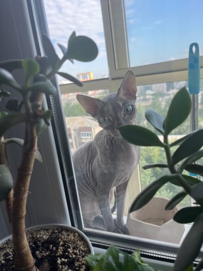 A domestic shorthair, hairless, gray cat is perched on a windowsill inside an apartment building, with a city view of Kopeysk, Russia visible through the window. The cat is looking directly at the camera with wide, green eyes. In the foreground, several potted jade plants are in focus, their leaves obscuring parts of the cat and the background. The windowsill is white, and behind the cat, a light-colored, hexagonal planter is empty. The background shows a hazy view of residential buildings and trees under a cloudy sky. A blue object, possibly a cleaning tool handle, is visible on the right side of the frame.