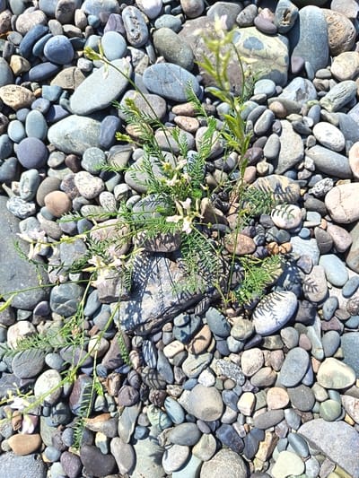 The image displays a close-up, overhead view of a plant with small, delicate white and pink flowers growing amongst a dense scattering of smooth, multicolored river stones. The stones vary in size, shape, and color, ranging from light grey and white to dark blue, brown, and beige, with some exhibiting patterned or speckled surfaces. The plant's thin green stems and feathery leaves are intertwined with the stones, casting shadows that suggest bright, direct sunlight. The scene appears to be a natural outdoor environment, likely a riverbed or shoreline. There are no visible people or man-made structures. The location is specified as Nizhnekanyancha, Russia.