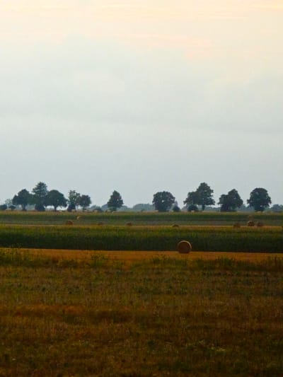 The image depicts a rural landscape with a pale sky, possibly during dawn or dusk. In the mid-ground, a line of trees runs horizontally across the frame, silhouetted against the sky. In front of the trees, a field with several round hay bales is visible. The foreground shows a darker field, possibly grass or stubble, with some scattered vegetation. The overall impression is one of a quiet, harvested agricultural area.