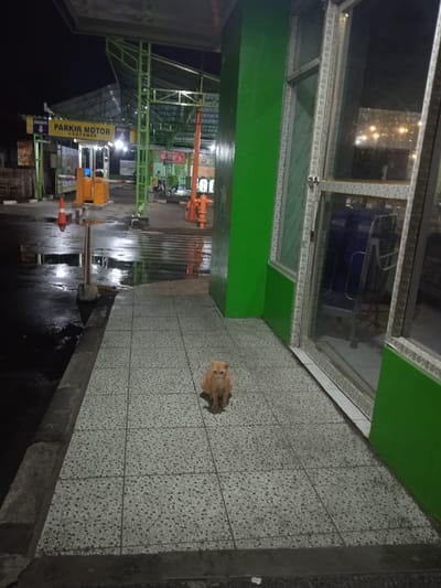 An orange cat sits in the foreground on a light grey tiled sidewalk, looking directly at the viewer. To the left of the sidewalk, the ground is dark and wet, reflecting bright lights from above, suggesting recent rain or cleaning. A grey curb separates the pavement from the wet ground, where an orange traffic cone is visible.
In the midground, a yellow parking booth with a raised barrier arm marks an entrance. Above it, a yellow sign displays "PARKIR MOTOR CUSTOMER" (Motorcycle Parking Customer). Below "PARKIR MOTOR," "MASUK" (Enter) is visible with a downward arrow, and "KELUAR" (Exit) is faintly seen on another part of the sign. The parking area is characterized by bright green metal structures, possibly supporting a roof or canopy.
To the right of the scene, a vibrant green building column stands next to a glass door or window with a white frame, reflecting interior lights. The entire scene is illuminated by artificial light against a dark night sky, indicating it is nighttime. The setting appears to be a functional, quiet entrance to a facility or shopping area in Kecamatan Kartasura, Indonesia.