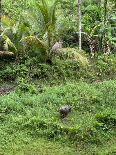 A wide shot reveals a verdant, lush landscape. The scene is dominated by dense green vegetation, including tall palm trees and banana plants, suggesting a tropical environment. A single gray buffalo lies resting amidst the high grass and foliage. This is likely a rural or agricultural area, with the scene suggesting it may be in Licin, Indonesia, given the presence of tropical vegetation and the buffalo.