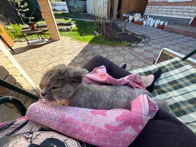 The image captures a gray, long-haired cat lying on a person's lap, which is draped with a pink and white patterned cloth. The person is seated on a plaid-covered swing. The location is Druzhino, Russia. The background shows a patio setting with patterned brick paving stones, a yard with a small pond, grass, and various plants. A brick house is visible in the background, along with multiple white containers. A table with a machine on it is also present on the left side of the image.