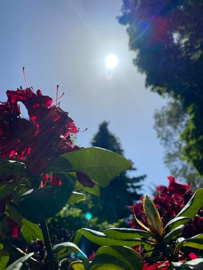 A low-angle shot focuses on a cluster of deep red rhododendron flowers and foliage against a bright, clear sky with the sun visible. The leaves are glossy green with prominent veins. The flowers are fully bloomed, and a closed bud is visible among the leaves. Sunlight creates lens flare and highlights on the petals and leaves. Other trees are visible in the background, slightly out of focus.
The image's location in Wielka Wieś, Poland is not discernable from the visual data, and no people, interactions, or actions are visible.