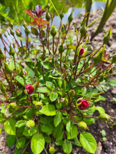 A close-up, eye-level shot captures a rose bush with numerous buds and a few partially opened red flowers. The rose bush is in focus, with its vibrant green leaves and deep red stems forming a dense cluster. The soil is visible in the blurred background. The image was taken in the city of Puchezh, Russia.