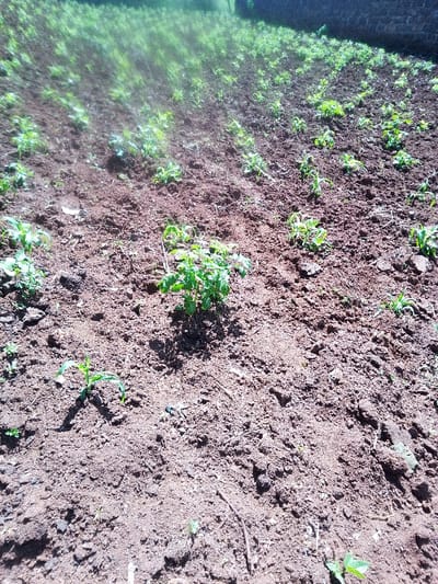 The image displays a cultivated agricultural field located in Nachu ward, Kenya. The foreground and mid-ground are characterized by dark brown, tilled earth, showing loose soil and visible clumps. Scattered across the field are numerous young green plants in various stages of early growth. Distinct plant types include several bushy, multi-leafed plants, such as a prominent specimen in the center-midground, and numerous slender, blade-like seedlings consistent with young maize or corn, visible in rows or scattered formations. The background consists of blurred green foliage, transitioning to a dark, indistinct structure on the far right side. Natural daylight illuminates the scene, casting soft shadows. No individuals or man-made objects other than the cultivated land and plants are visible within the frame.