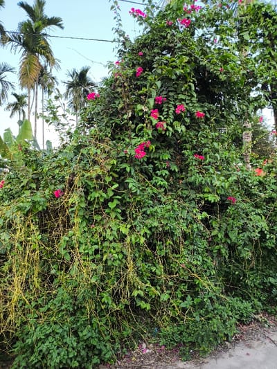 The scene depicts a dense overgrowth of vegetation alongside what appears to be a paved surface in Thành phố Quảng Ngãi, Vietnam. A large, robust green bush or vine dominates the frame, heavily adorned with numerous clusters of bright pink bougainvillea flowers, particularly visible in the upper and middle sections. Interspersed throughout the lower and mid-sections of the green foliage are extensive strands of a bright yellow, string-like parasitic plant, likely *Cuscuta* (dodder), intricately woven through the host vegetation. In the background, on the left side, several tall Areca palm trees with prominent trunks and fronds rise towards a clear, light blue sky. Below the palms, additional green foliage, including broad banana leaves, is present. The foreground reveals a narrow strip of concrete pavement or sidewalk along the bottom right edge, with scattered small pieces of dark reddish-brown debris. The lighting indicates clear daytime conditions. No individuals or animals are present in the image.