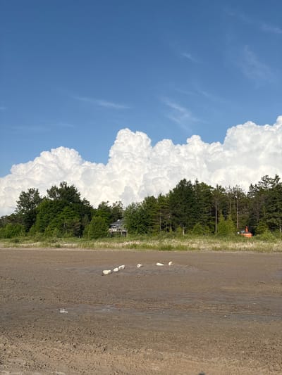 A wide-angle, eye-level shot captures a tranquil scene on the beach of Wasaga Beach, Canada. The foreground is dominated by the sandy, wet terrain of the beach, marked by tire tracks and scattered white stones. A line of white stones is visible, arranged in a diagonal line across the wet sand. In the middle ground, a strip of dry grass separates the beach from a dense forest of green trees. A light-colored house with a dark roof is nestled among the trees on the left side of the image, and an orange construction vehicle is visible on the right. The background is a dramatic expanse of a bright blue sky filled with large, puffy white clouds that dominate the upper half of the frame, hinting at a summer day.