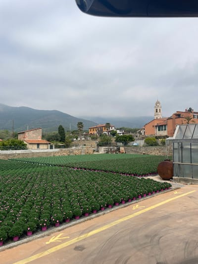 The image depicts an aerial view of a horticultural area in Albenga, Italy, showcasing rows of flowering plants in pots adjacent to a pathway marked with pedestrian symbols. In the background, a residential area with various buildings, including a church steeple, is visible against a mountain range partially obscured by cloud cover.