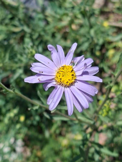 A close-up, eye-level shot features a single, light purple daisy-like flower with a bright yellow center. The flower is in full bloom, with delicate, elongated petals radiating outwards. Some of the petals show small, dark spots, suggesting age or minor damage. The center of the flower is a vibrant yellow, composed of many tiny florets and a few dark stamens.

The flower is positioned slightly off-center to the right, with the majority of its bloom visible. The background is a soft, blurred tapestry of greens and hints of yellow and brown, indicating a natural outdoor setting, likely a field or garden. The out-of-focus foliage suggests a sunny day, with dappled light illuminating the scene.

The overall impression is one of natural beauty and tranquility. The focus on the single flower draws the viewer's attention to its intricate details and delicate form. The context of Toguz-Bulak, Kyrgyzstan, suggests a potentially rural or mountainous landscape, though the image itself primarily focuses on the floral subject. No people, text, or specific events are depicted.