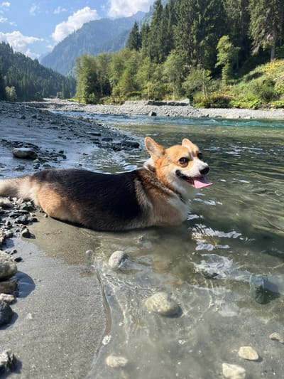 A tri-color Pembroke Welsh Corgi lies partially submerged in the shallow, clear, turquoise-tinged water of a river. The dog, predominantly black on its back with tan/orange markings on its head, legs, and underside, and white chest/paws, faces slightly right of center, with its tongue extended from its mouth. Its eyes are open. The immediate foreground shows wet sand and scattered light-colored pebbles where the dog is resting. The river, with a visible rocky and sandy bed, extends into the background. Both sides of the river are bordered by wide banks of light-colored pebbles and sand. Beyond the riverbanks, steep, densely forested mountains covered with coniferous trees rise under a clear blue sky with scattered white clouds. The scene is illuminated by bright sunlight. This specific location is a river valley within Reitlehen, Austria. No human subjects are present in the image.